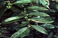 Glochidion ellipticum